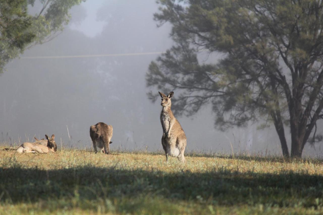 Palmers Lane Estate Hunter Valley 波高尔宾 外观 照片